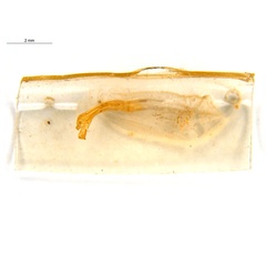 /filer/webapps/moths_gc/media/images/V/virosae_Diphtheroptila_PT7_pupa_ANIC_oLURwvR.jpg