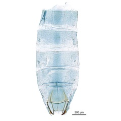 /filer/webapps/moths_gc/media/images/D/desmodiella_Liocrobyla_GF12_abdomen_ANIC.jpg