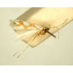 /filer/webapps/moths_gc/media/images/C/chionopa_Phyllonorycter_HT_TMSA6496.jpg