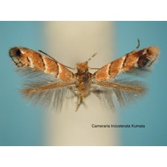 /filer/webapps/moths_gc/media/images/T/trizosterata_Cameraria_HT_EIHU.jpg