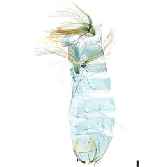 /filer/webapps/moths_gc/media/images/K/kuranda_Liocrobyla_PT1_GM_abdomen_ANIC.jpg