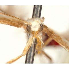 /filer/webapps/moths_gc/media/images/Z/zalosticha_Epicephala_PLT1_head1_ANIC.jpg
