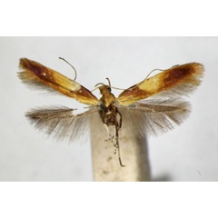 /filer/webapps/moths_gc/media/images/R/robustella_Caloptilia_PT_ZSM.jpg