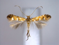 /filer/webapps/moths_gc/media/images/M/myricae_Phyllonorycter_PT_EIHU.jpg