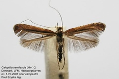 Caloptilia semifascia