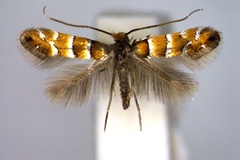 Phyllonorycter klemannella