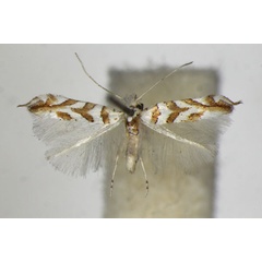 /filer/webapps/moths_gc/media/images/K/kuhlweiniella_hortella_Phyllonorycter_A_ZSM_2.jpg