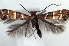 Phyllonorycter adderis