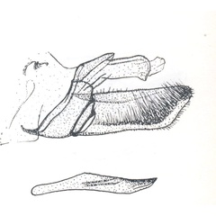 /filer/webapps/moths_gc/media/images/F/fustigera_Conopomorpha_Vari_1961_Pl-50-6.jpg