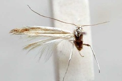Acrocercops heterodoxa