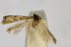 Epicephala frugicola