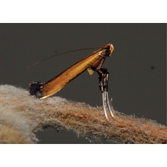 /filer/webapps/moths_gc/media/images/C/cataractias_Caloptilia_A_Triberti-etal_2024_31.jpg