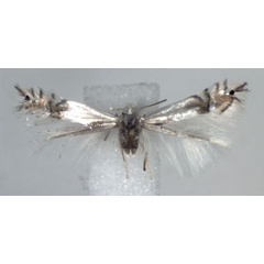 /filer/webapps/moths_gc/media/images/U/unipunctella_Phyllocnistis_A_WJDP_02.jpg