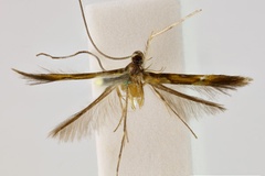 Eucosmophora melanactis