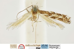 Conopomorpha antimacha