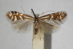 Phyllonorycter cavella