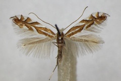 Phyllonorycter distentella