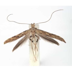 /filer/webapps/moths_gc/media/images/I/ingrata_Caloptilia_PT_ZMUC.jpg