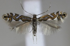 /filer/webapps/moths_gc/media/images/S/strigulatella_Phyllonorycter_A_Hellers_2017_142.jpg