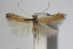 Phyllonorycter delitella