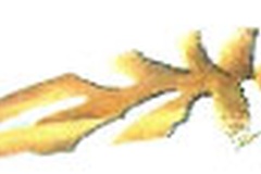 Phyllonorycter cerasinella