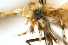 Polydema macaranga