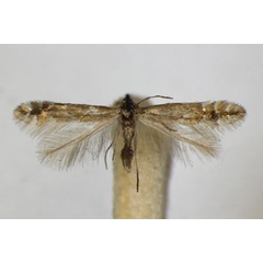 /filer/webapps/moths_gc/media/images/H/haasi_Phyllonorycter_A_ZSM_2.jpg