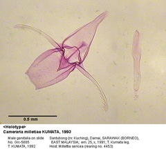 /filer/webapps/moths_gc/media/images/M/milletiae_Cameraria_GM_HT_5885_EIHU.jpg