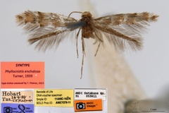Phyllonorycter enchalcoa