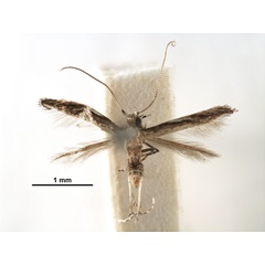 /filer/webapps/moths_gc/media/images/P/paraschista_Liocrobyla_2080845_USNM.jpg