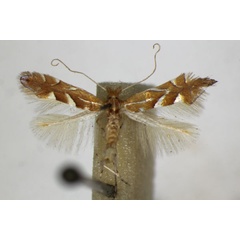 /filer/webapps/moths_gc/media/images/B/belotella_joviella_Phyllonorycter_A_ZSM.jpg