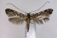 Gracillaria arsenievi