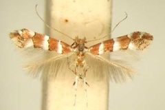 Phyllonorycter pavoniae