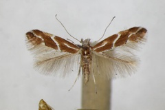 Phyllonorycter millierella