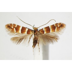 /filer/webapps/moths_gc/media/images/F/froelichiella_Phyllonorycter_A_ZSM_3.jpg