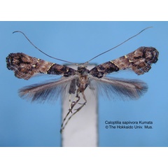 /filer/webapps/moths_gc/media/images/S/sapiivora_Caloptilia_HT_EIHU.jpg