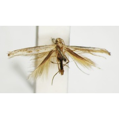 /filer/webapps/moths_gc/media/images/T/trichophysa_Parectopa_ST_1408763_BMNH.jpg
