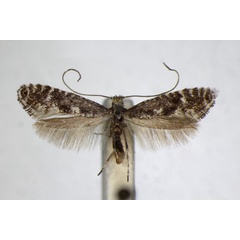 /filer/webapps/moths_gc/media/images/L/loganella_Parornix_A_ZSM.jpg