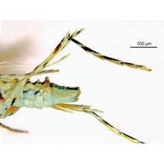 /filer/webapps/moths_gc/media/images/P/pinnatae_Liocrobyla_HT_legs_ANIC.jpg