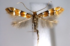 Phyllonorycter laciniatae