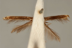 Acrocercops enchlamyda