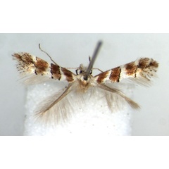 /filer/webapps/moths_gc/media/images/R/rongensis_Phyllonorycter_HT_RMCA.jpg