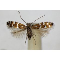 /filer/webapps/moths_gc/media/images/I/insignitella_Phyllonorycter_A_ZSM.jpg