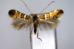 Hyloconis wisteriae