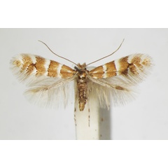 /filer/webapps/moths_gc/media/images/E/emberizaepennella_Phyllonorycter_A_ZSM_4.jpg