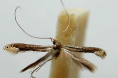 Callicercops milloti