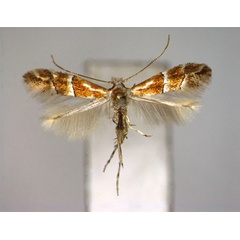 /filer/webapps/moths_gc/media/images/C/celtidis_Phyllonorycter_A_EIHU.jpg