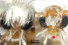 Epicephala obovatella