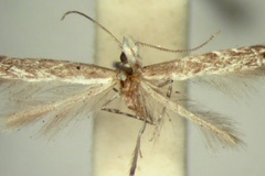 Epicephala pelopepla