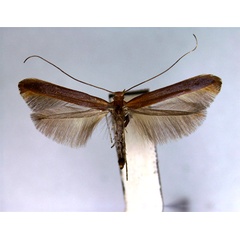 /filer/webapps/moths_gc/media/images/A/alni_Caloptilia_PT_EIHU_2.jpg